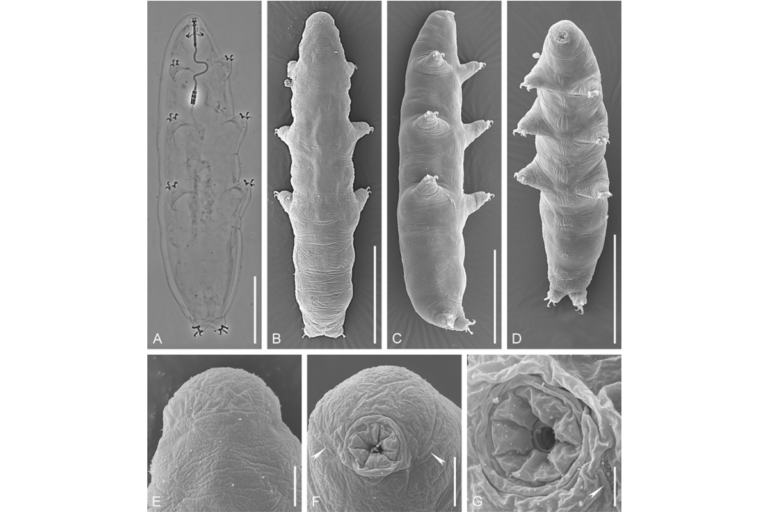St Petersburg University zoologists isolate three families of tardigrades and disprove the claim about the discovery of a new genus